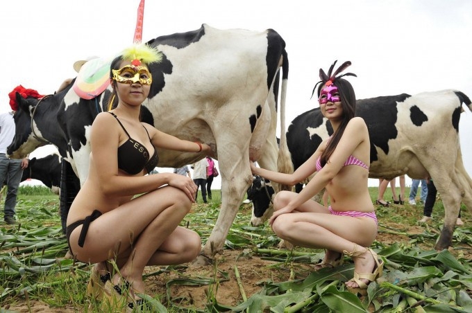 Cow Beauty Pageant