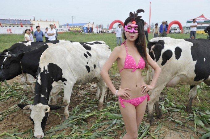 Cow Beauty Pageant