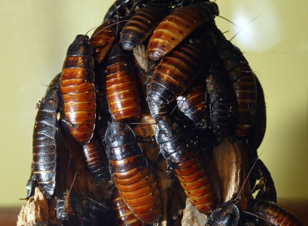 Man wins cockroach eating contest, dies.