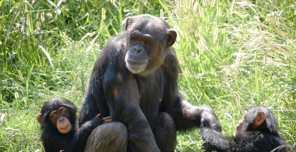 Baby Chimp Finds Home at Oklahoma City Zoo