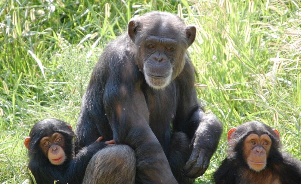 Baby Chimp Finds Home at Oklahoma City Zoo