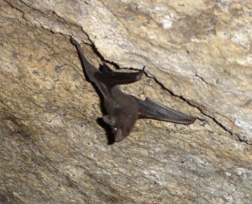 Seychelles Sheath-Tailed Bat