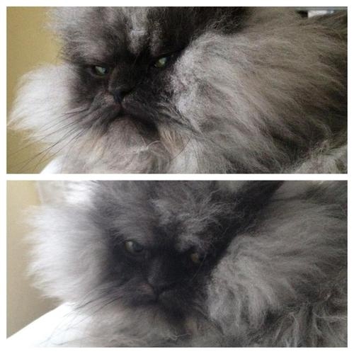 Colonel Meow is possibly the angriest cat on the internet
