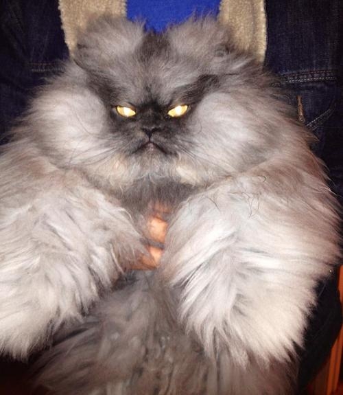 Colonel Meow is possibly the angriest cat on the internet