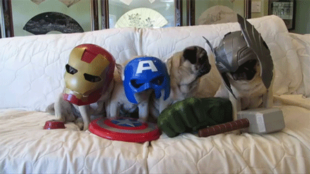 The Pug Avengers!!