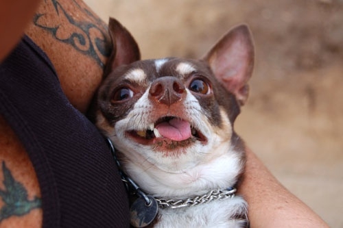Derpy, awesome, and adorable dogs: BEST DOGGIES EVER!