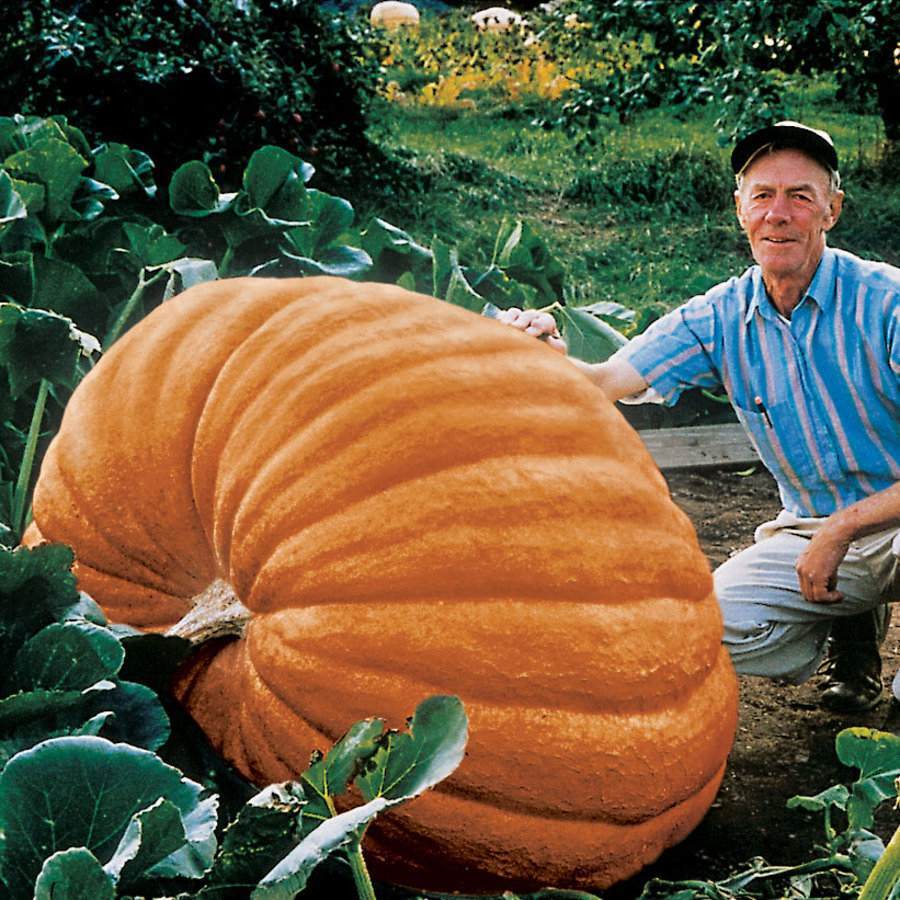 Biggest Pumpkins Ever