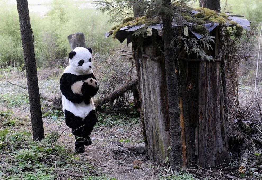 Chinese Researchers Dress Up In Adorable Panda Costumes