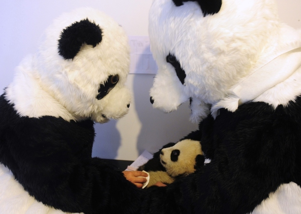 Chinese Researchers Dress Up In Adorable Panda Costumes