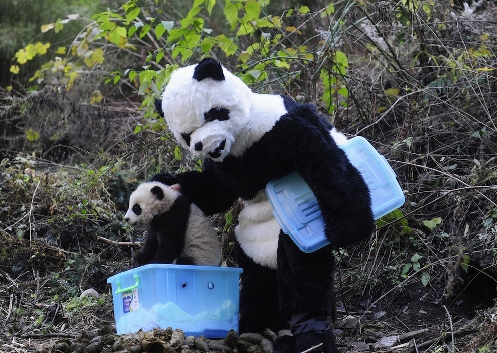 Chinese Researchers Dress Up In Adorable Panda Costumes
