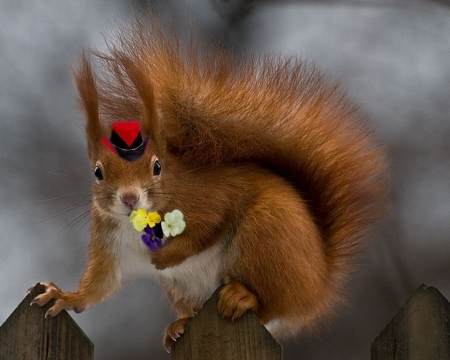 The Latest Fad Exposed: Hats on Squirrels!