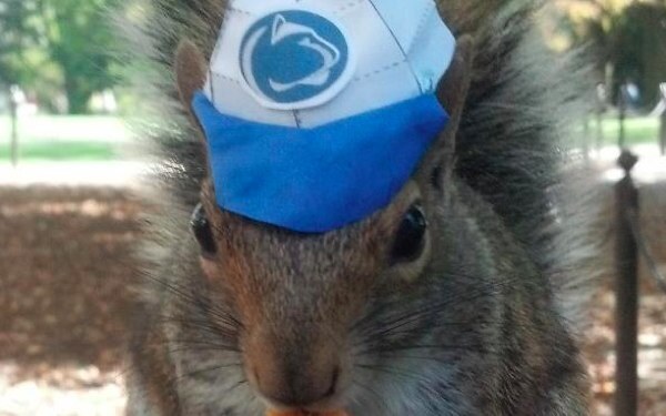 The Latest Fad Exposed: Hats on Squirrels!