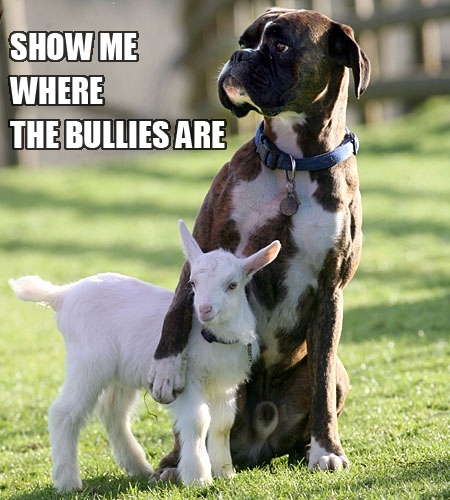 And this dog with a goat will fight for you as well.