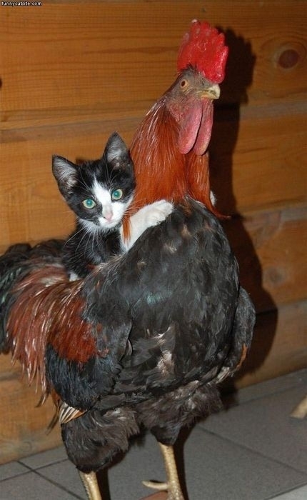 Look at this cat riding a rooster.