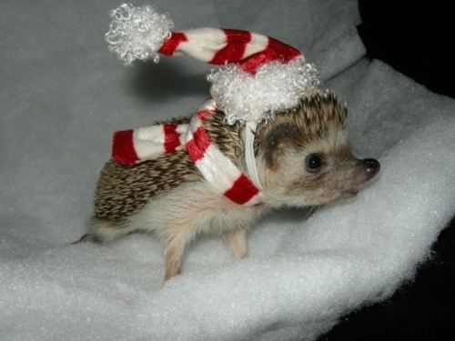 Look at this hedgehog wearing a tiny hat.