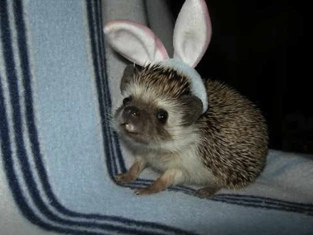 Forget the Easter bunny! Why not an Easter hedgehog?!