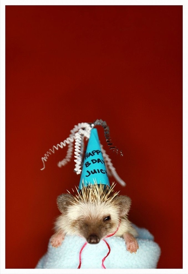 You don't have to stick to just Halloween for dressing up your hedgehog!