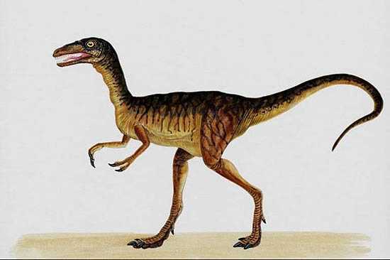 Compsognathus