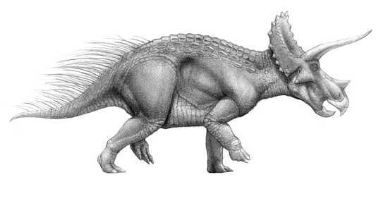 Triceratops