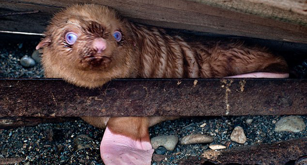 Ginger Seal Shunned By Peers