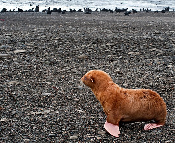 Ginger Seal Shunned By Peers