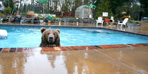 At Casey's wildlife sanctuary Brutus had more freedom to do bear stuff, like swim. 