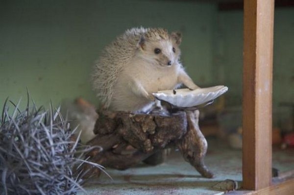 WTF Taxidermy