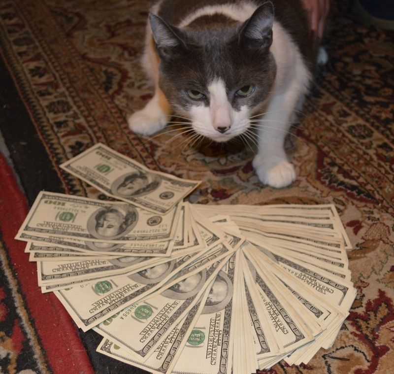 Cats and Money 