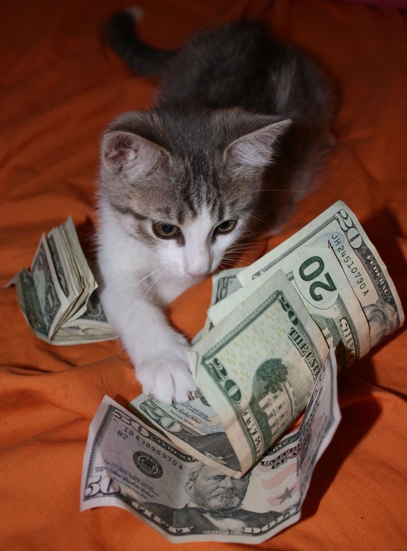 Cats and Money 