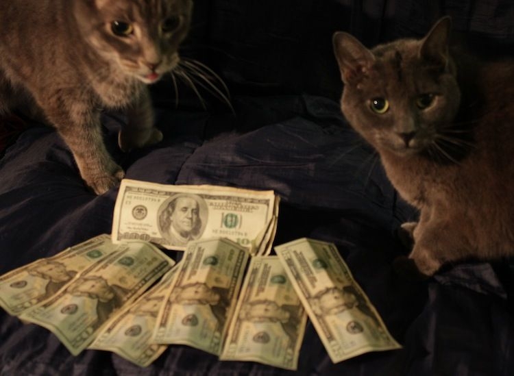 Cats and Money 