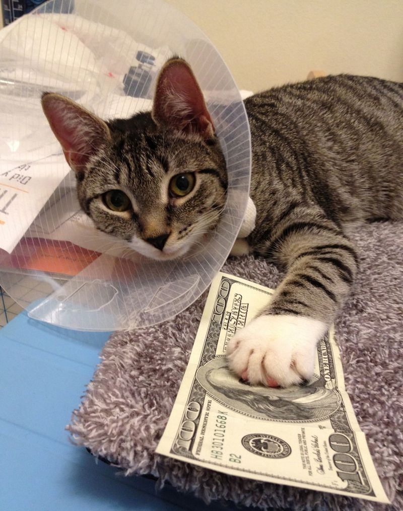 Cats and Money 