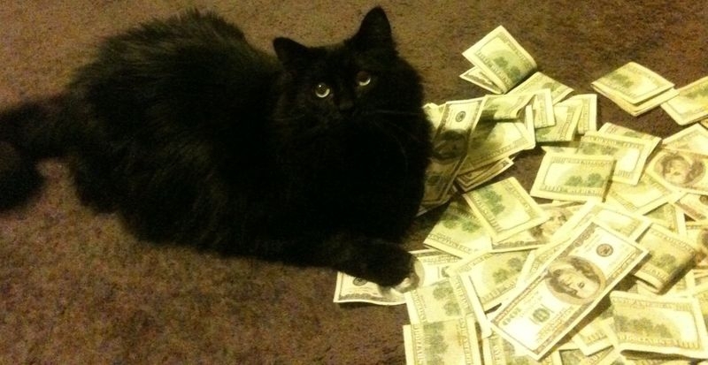 Cats and Money 