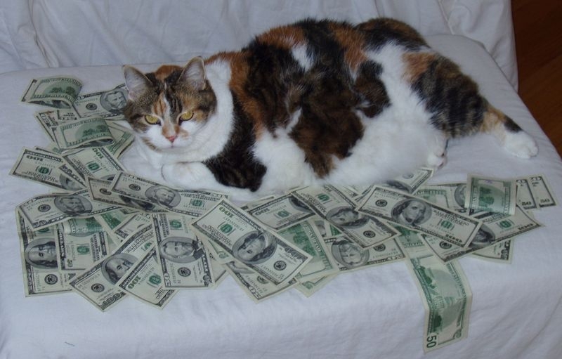 Cats and Money 