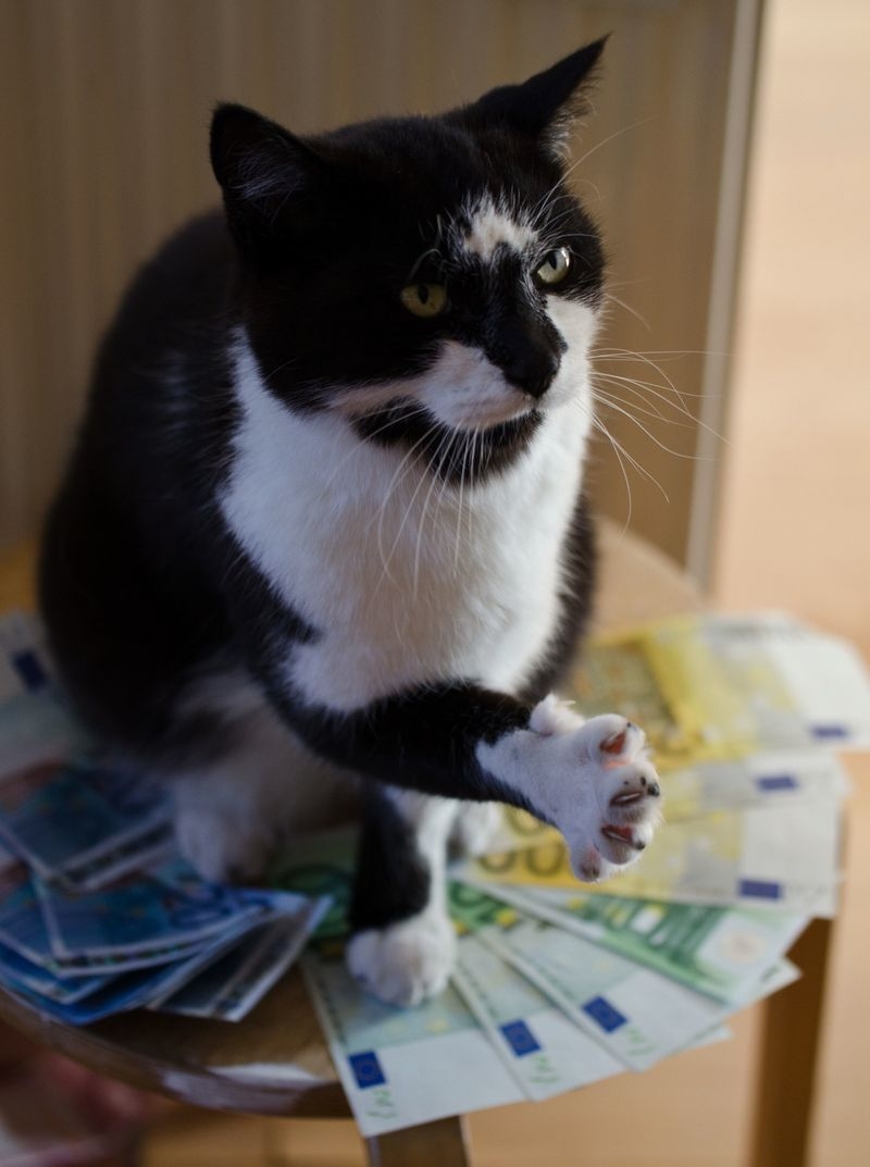 Cats and Money 