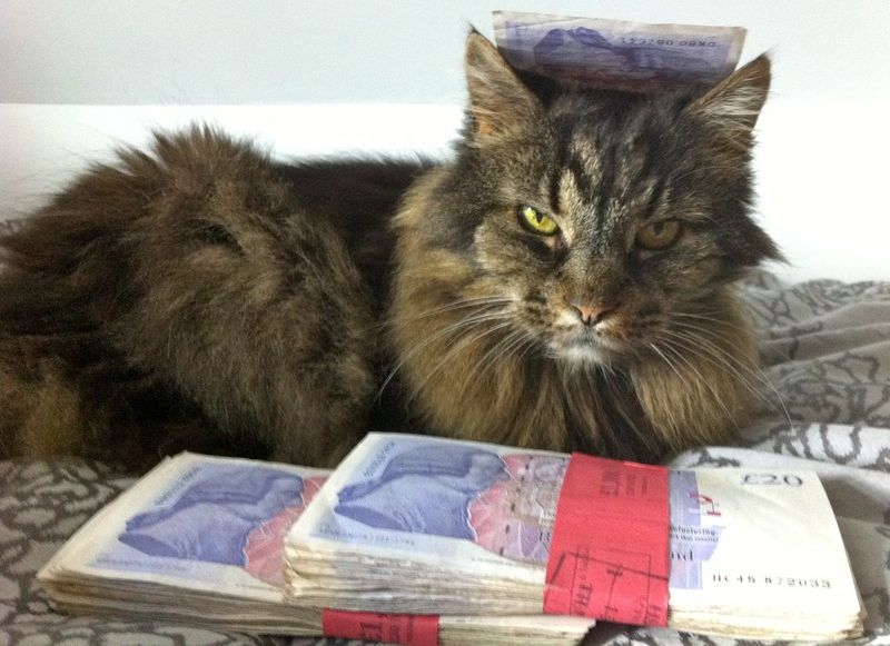 Cats and Money 