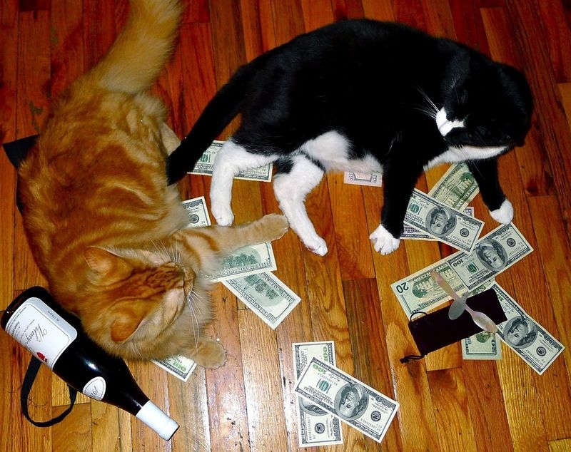 Cats and Money 