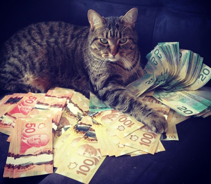 Cats and Money 