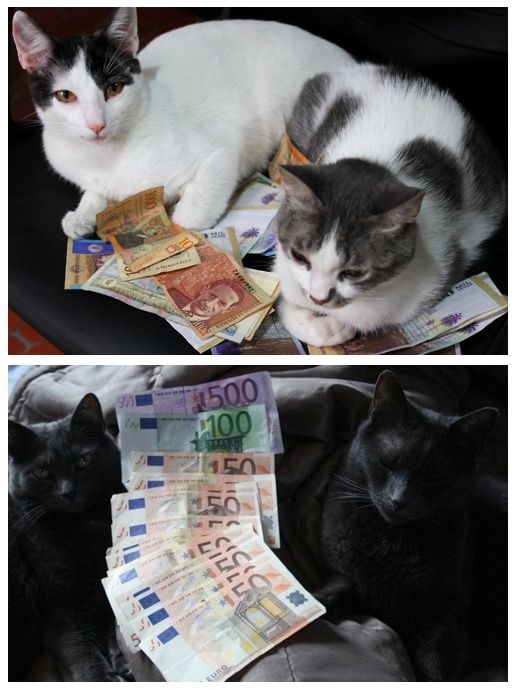 Cats and Money 