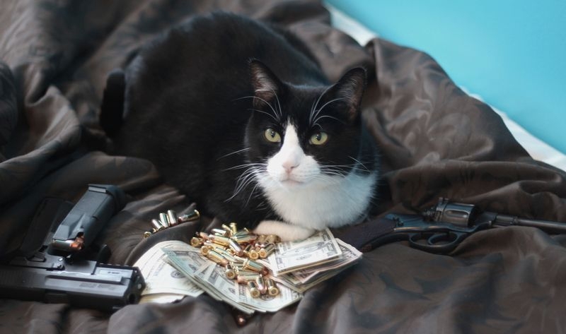 Cats and Money 