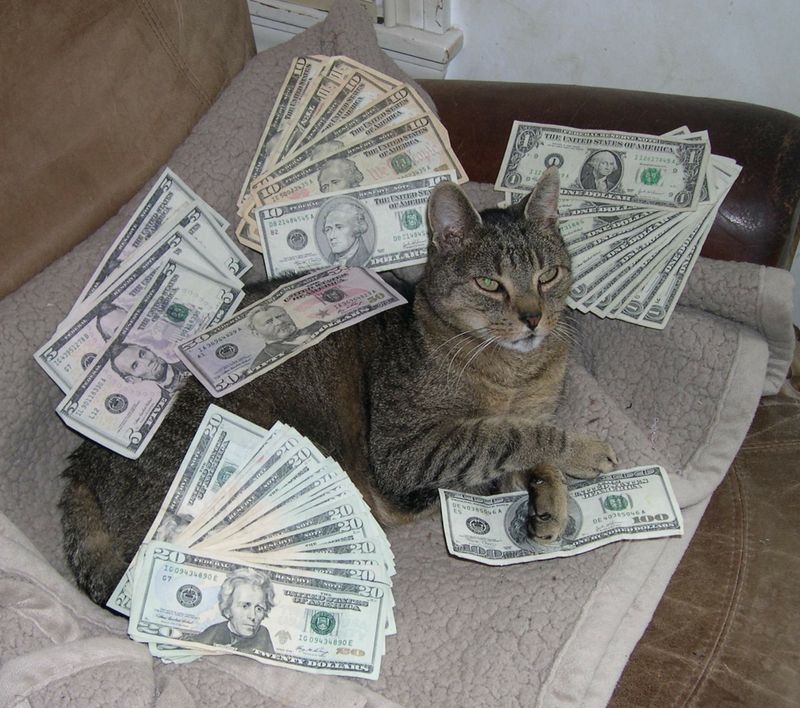 Cats and Money 