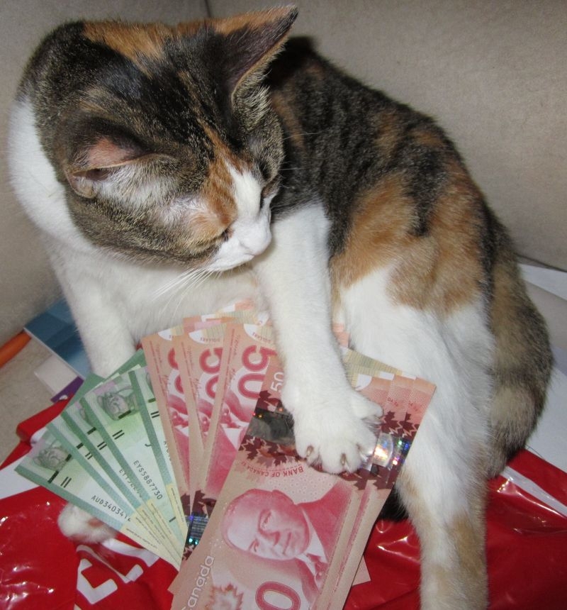 Cats and Money 