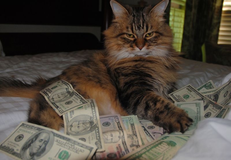 Cats and Money 