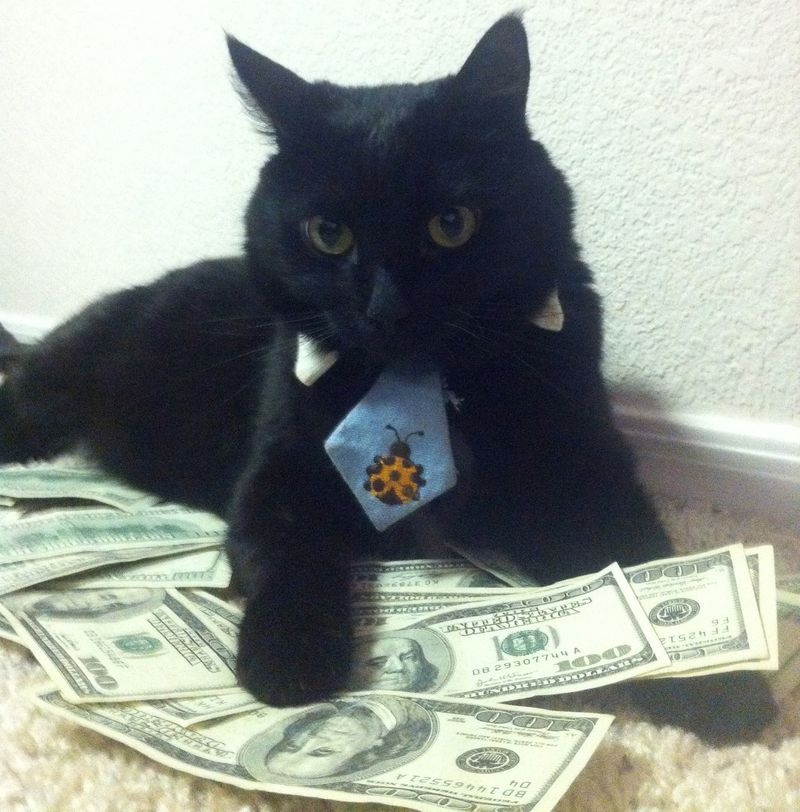 Cats and Money 