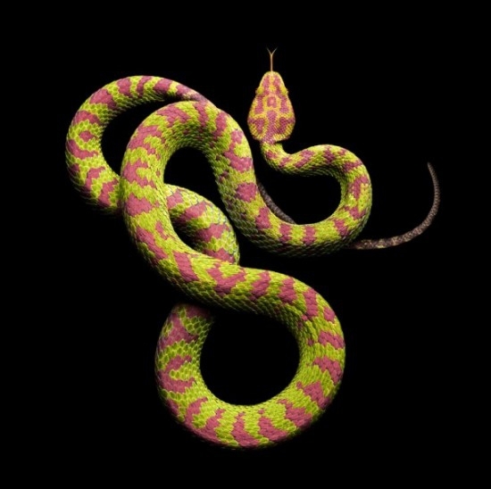 Stunning Snake Photos 