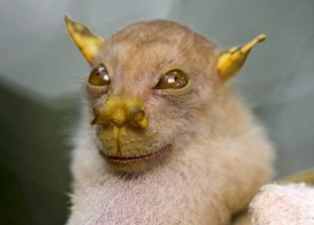 Yoda Bat