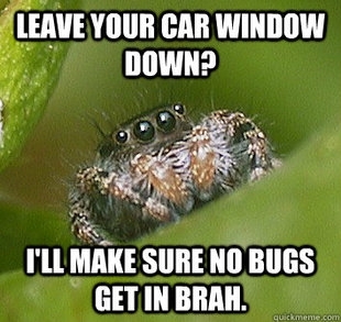 Misunderstood Spider: A meme