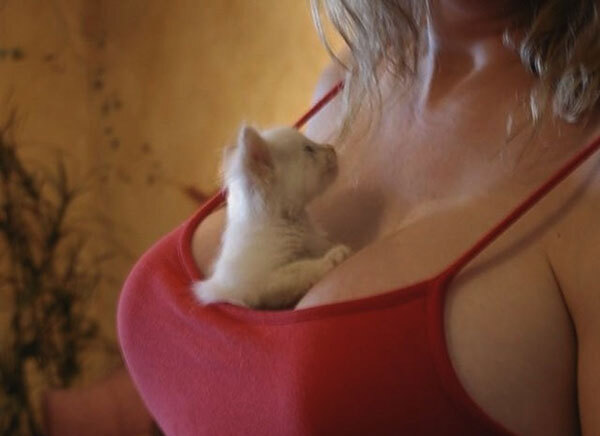 Fad Alert: Cats in Cleavage