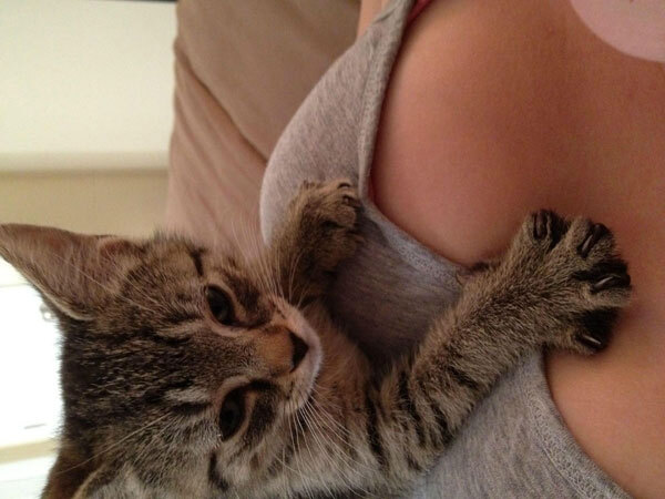 Fad Alert: Cats in Cleavage