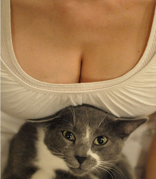 Fad Alert: Cats in Cleavage