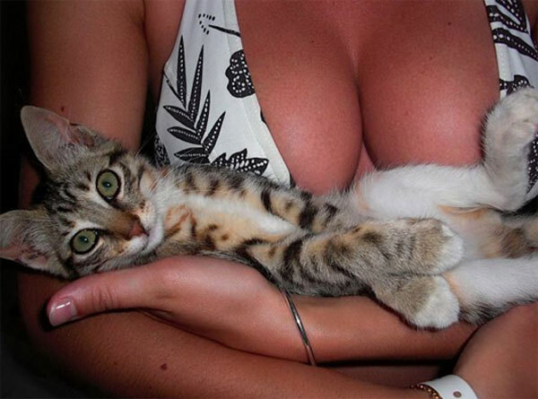 Fad Alert: Cats in Cleavage